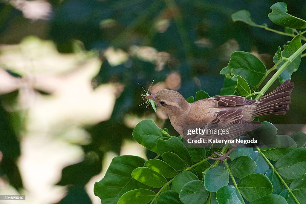 Sparrow with a grasshopper in its beak