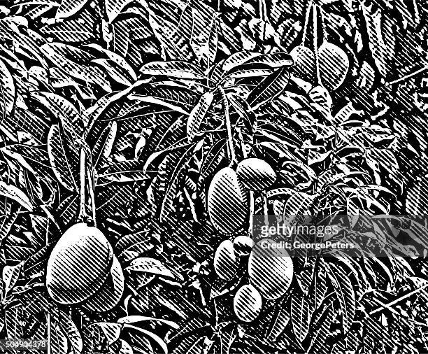 ラインアート刻字のマンゴーに丸めフルーツの木 - mango tree点のイラスト素材／クリップアート素材／マンガ素材／アイコン素材