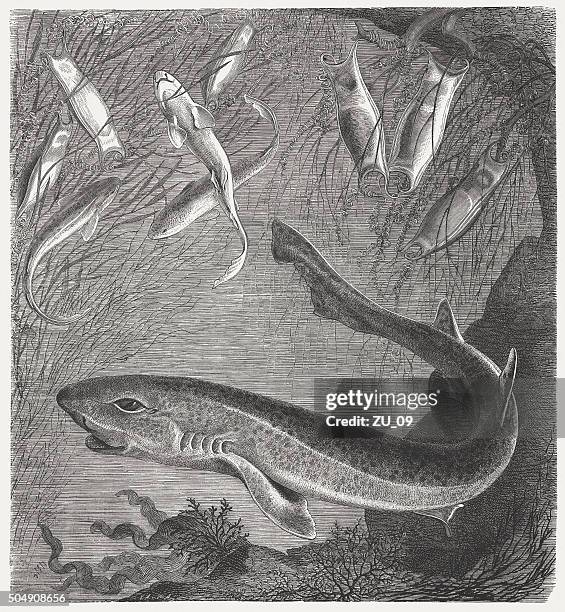 catsharks, wood engraving, published in 1873 - shark egg stock illustrations