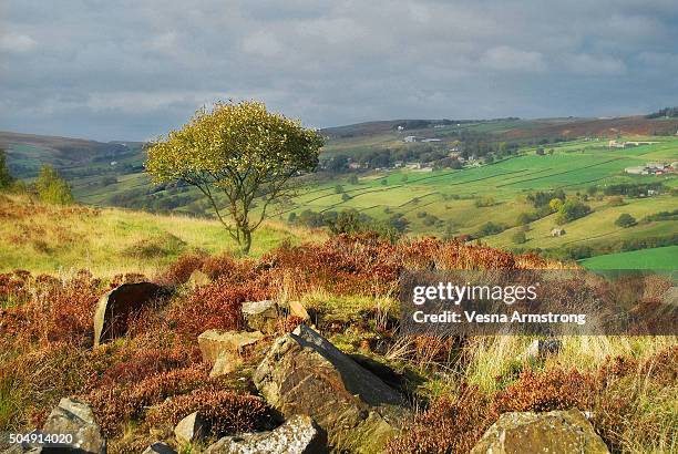 lone tree and quarry stones on haworth moor - yorkshire stock-fotos und bilder