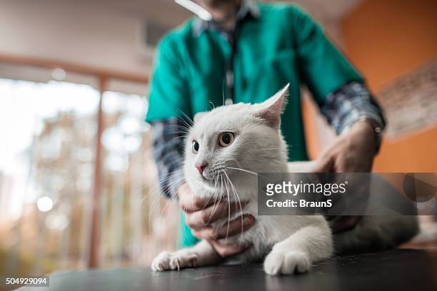 white cat on a medical exam at veterinarian office. - animal hospital stock pictures, royalty-free photos & images