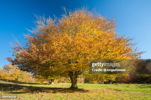 otoño - otoño bildbanksfoton och bilder