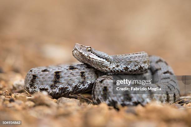 snake - adder stock pictures, royalty-free photos & images