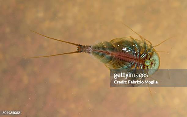 Triops Gender 25 Triops Stock Photos, High-Res Pictures, and Images - Getty Images