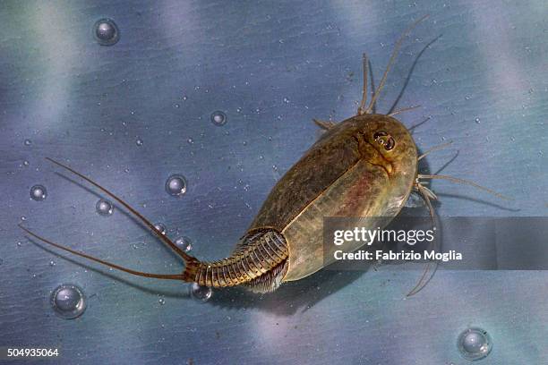 Triops Gender 25 Triops Stock Photos, High-Res Pictures, and Images - Getty Images