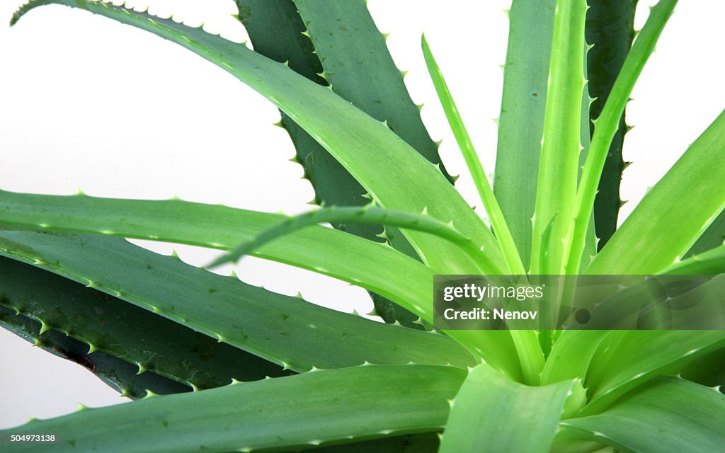 Aloe vera