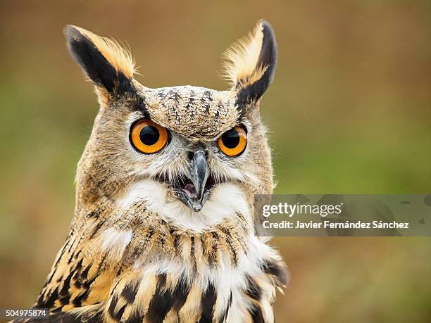 bubo bubo. an eurasian eagle portrait. - buboes stock pictures, royalty-free photos & images