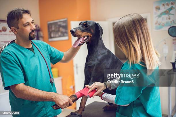 two vets cooperating while wrapping a dog's leg with bandage. - white doberman pinscher stock pictures, royalty-free photos & images