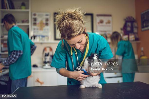 happy female vet using nail clipper on a rabbit. - nail clippers stock pictures, royalty-free photos & images