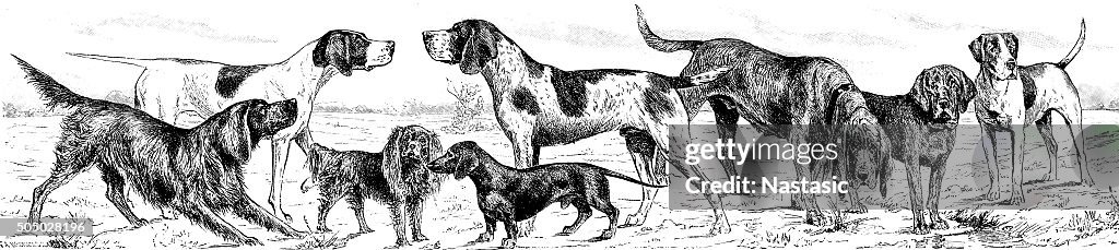 Dog breeds
