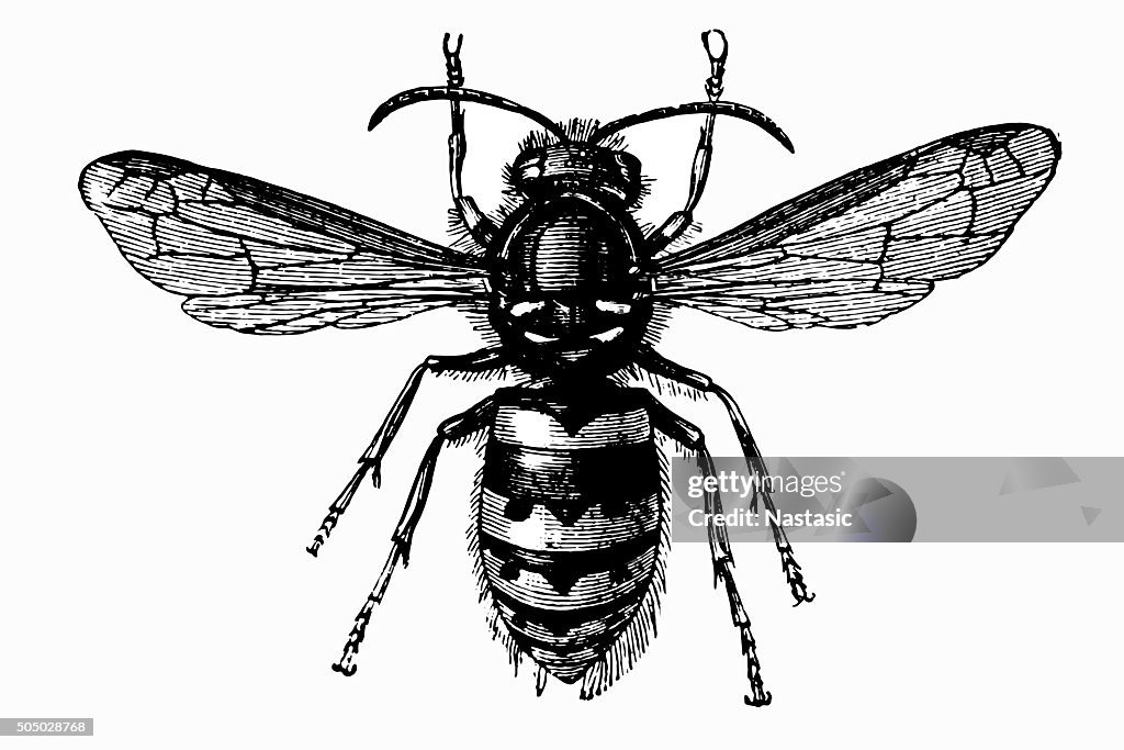 Common Wasp (Vespula Vulgaris)