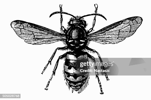 Common Wasp (Vespula Vulgaris) Common Wasp (Vespula Vulgaris)