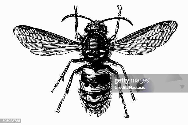 common wasp (vespula vulgaris) - wasp 幅插畫檔、美工圖案、卡通及圖標