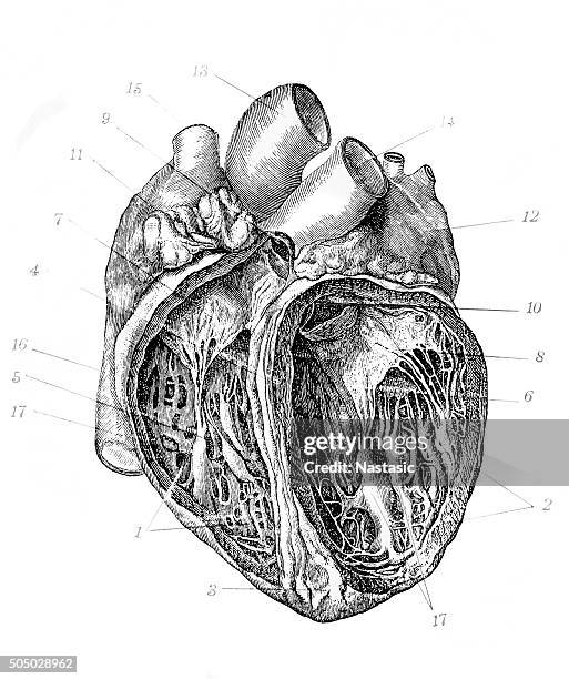 ilustraciones, imágenes clip art, dibujos animados e iconos de stock de anticuario ilustración de corazón - representación humana