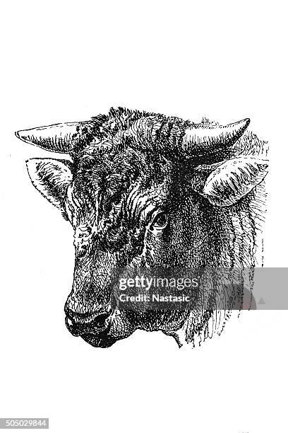 head of the dutch bull - cow art stock illustrations