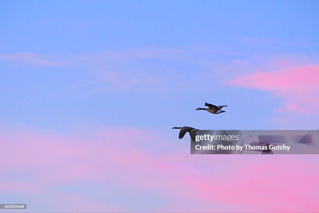 Sunrise, Canada Geese over Bellingham Bay, Bellingham Washington