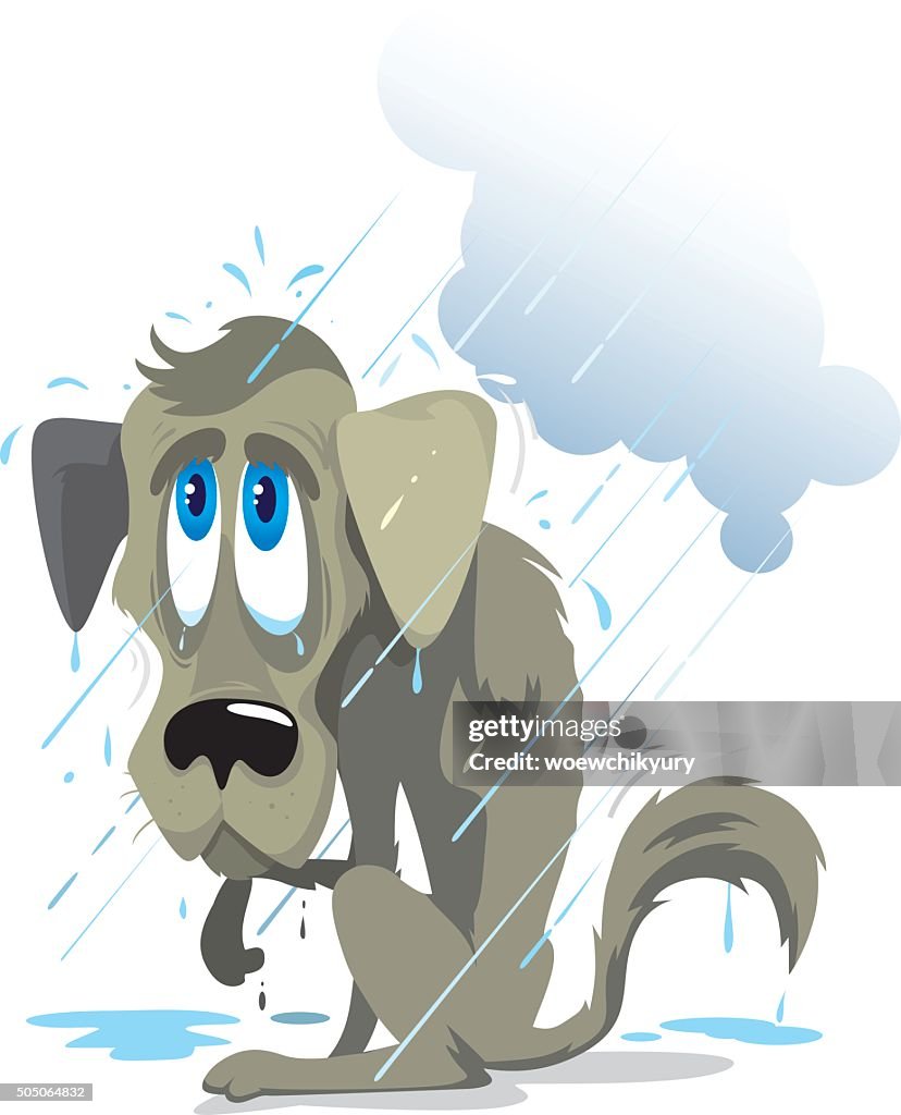 Poor wet dog