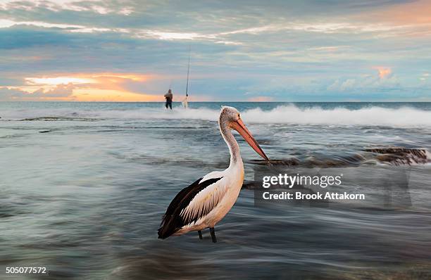 pelican portrait - australian pelican stock pictures, royalty-free photos & images