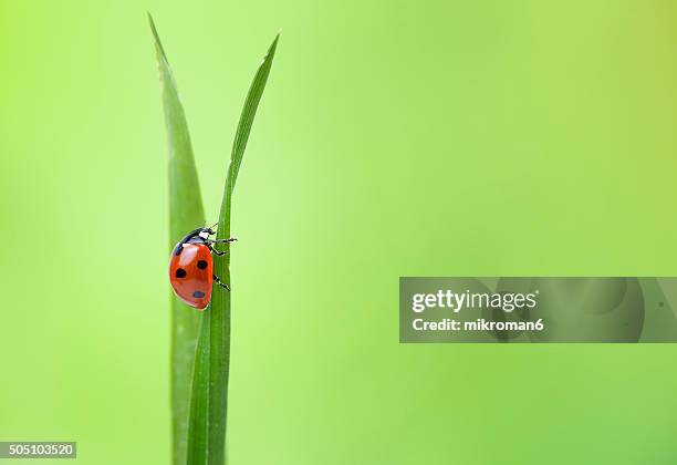 ladybug on grass - nyckelpiga bildbanksfoton och bilder