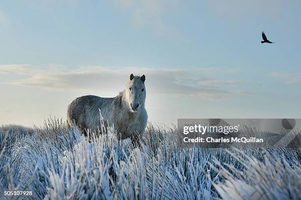 Wild horse stands still in the snow on Black mountain on January 15, 2016 in Belfast, Northern Ireland. The first heavy snowfall of the year has...