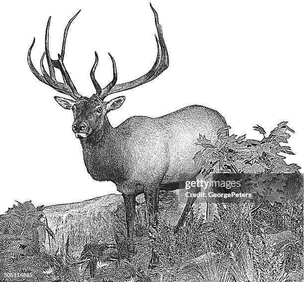 elk - canadian maple leaf stock illustrations