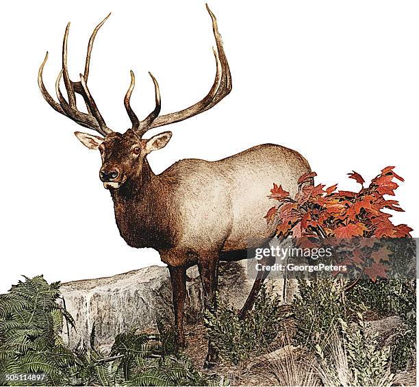 ilustraciones, imágenes clip art, dibujos animados e iconos de stock de elk - arce rojo