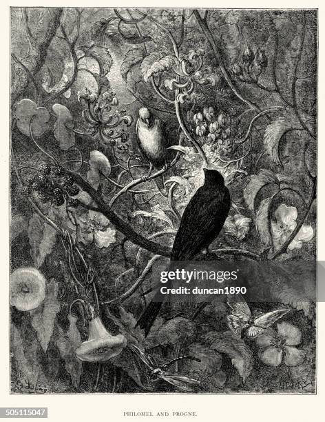 la fontaine's fables - philomel and progne - nightingale bird stock illustrations