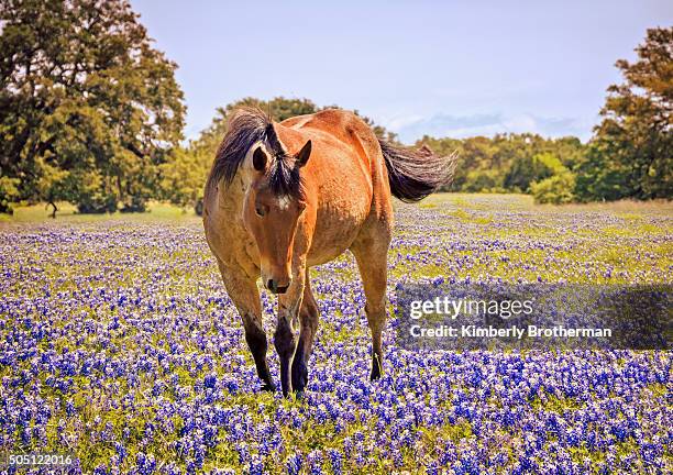 horse in a field of texas bluebonnets - texas bluebonnet stock-fotos und bilder