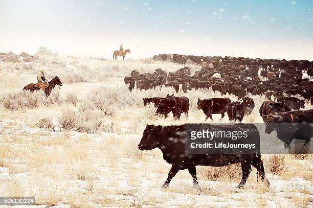cattle drive - aberdeen angus bildbanksfoton och bilder