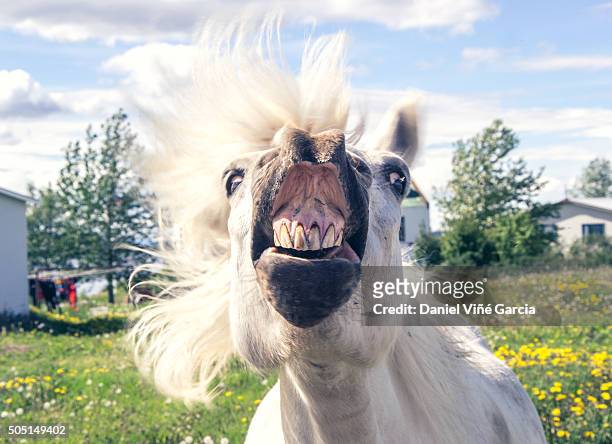 portrait of horse showing teeth - animal teeth fotografías e imágenes de stock