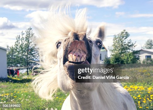 Portrait of horse showing teeth Portrait of horse showing teeth