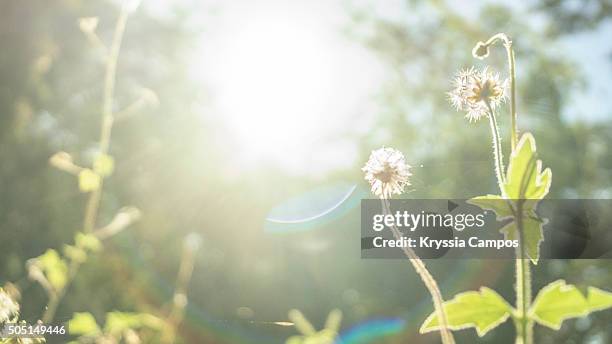 beautiful field with wildflowers and lens flare - 木漏れ日 ストックフォトと画像