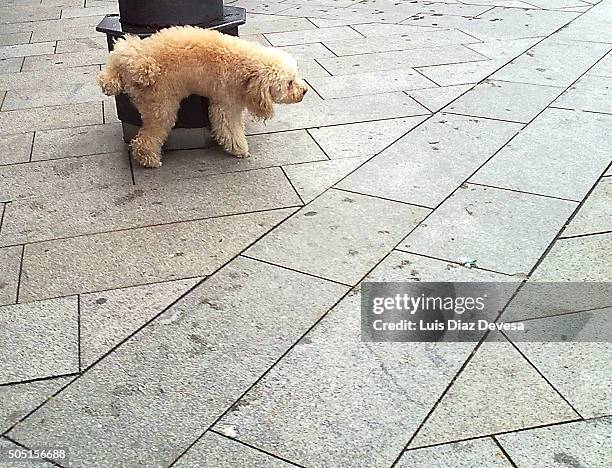 dog urinating - urinating stock pictures, royalty-free photos & images