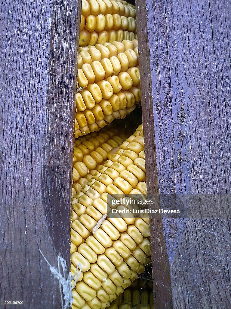 Corncobs stored