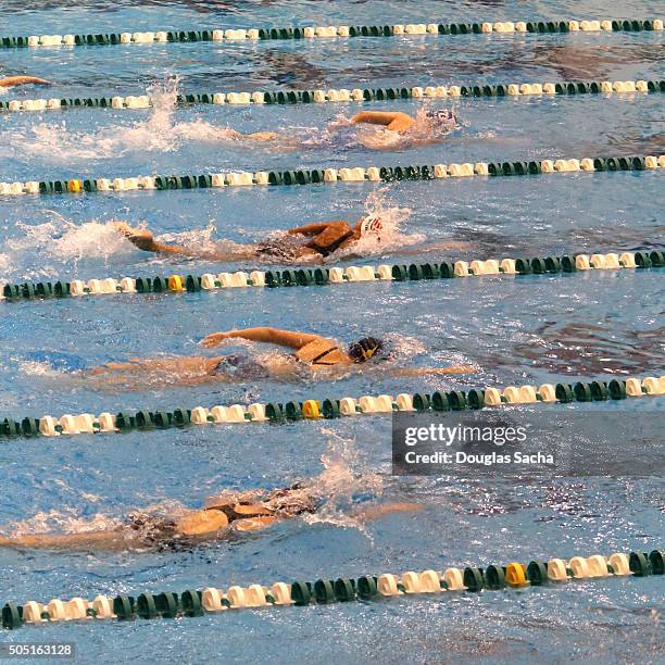 freestyle swimming race at the indoor pool - swimming competition stock pictures, royalty-free photos & images