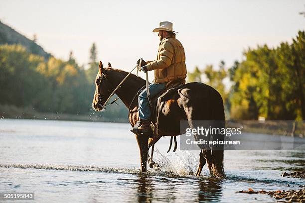 cavallo e maschio rider wade in acqua lungo la riva del fiume - horse and male and riding foto e immagini stock