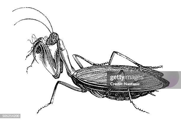 praying mantis - praying mantis stock illustrations