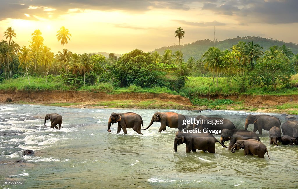 Elephants in river