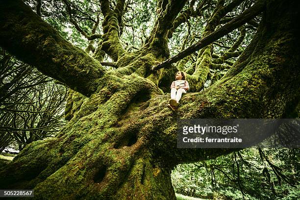 little girl sitting on centennial tree - wisdom stock pictures, royalty-free photos & images