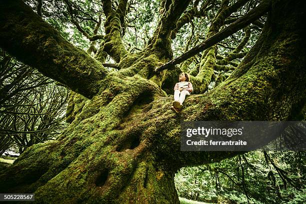 little girl sitting on centennial tree - surreal forest stock pictures, royalty-free photos & images