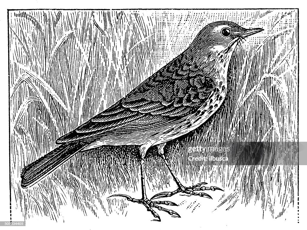 Antique illustration of meadow pipit (Anthus pratensis)