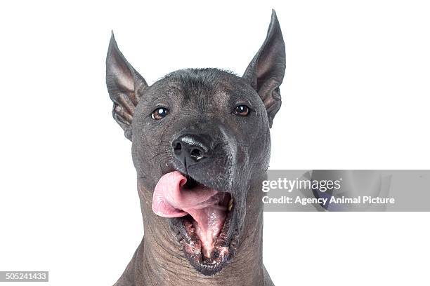 mexican hairless dog - sans poils photos et images de collection