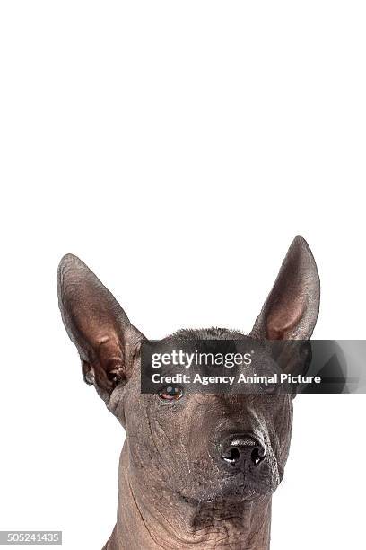 mexican hairless dog - sans poils photos et images de collection