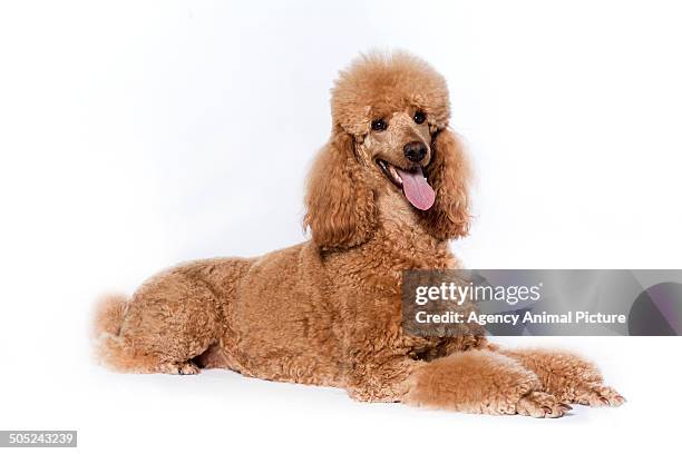 poodle - standard poodle stock-fotos und bilder