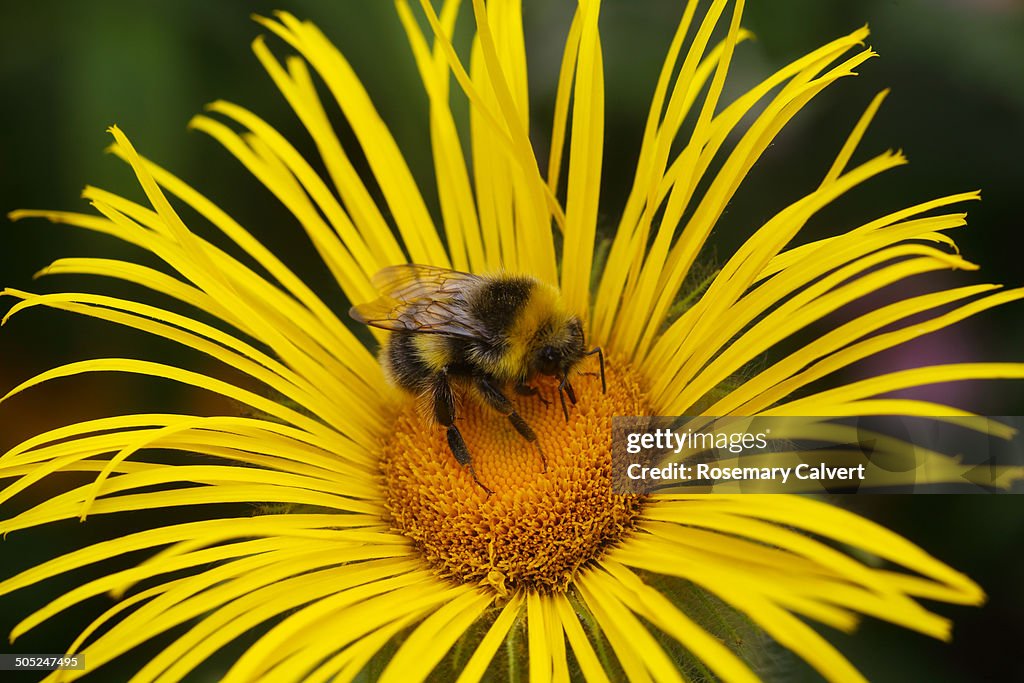 Bumblebee busy collecting nectar, yellow flower