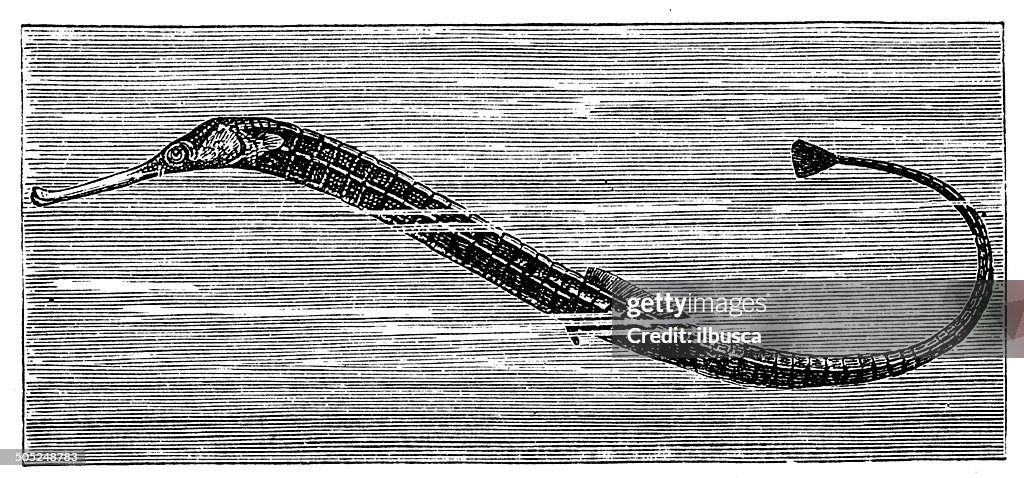 Antique illustration of Greater pipefish (Syngnathus acus)