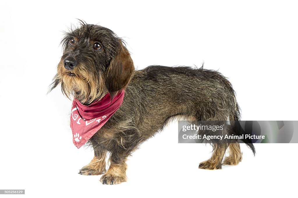 Rough coated dachshund