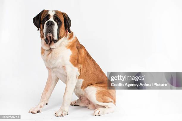 st. bernard dog - san bernardo foto e immagini stock