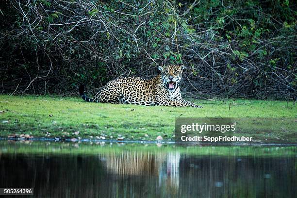 wild jaguar in pantanal brazil - pantanal wetlands 個照片及圖片檔