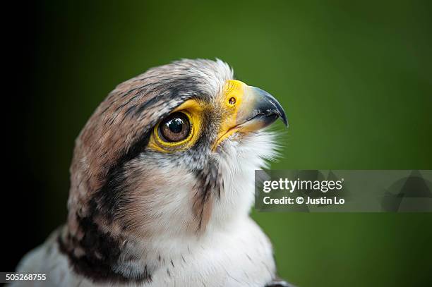 lanner falcon - alfaneque imagens e fotografias de stock